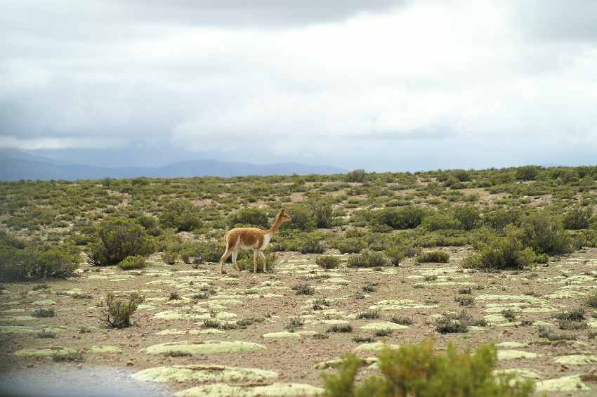 chile 054.jpg