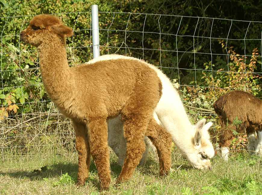 164-cria-female.jpg