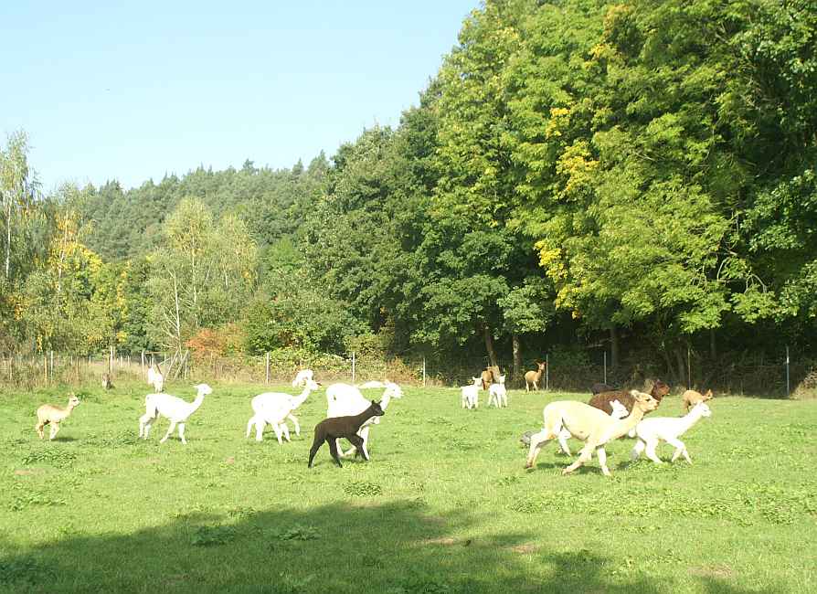 alpaca herde rennt.jpg