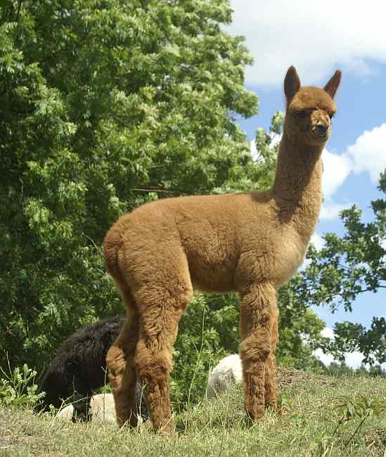 cria 164---.jpg