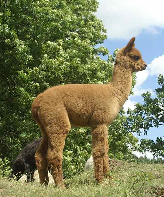 cria 164.jpg