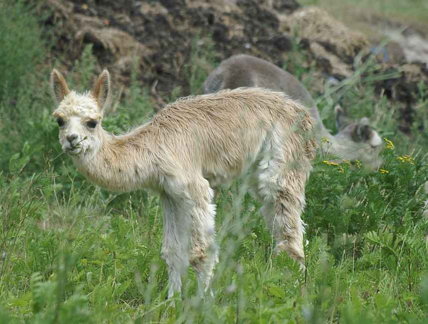 suri-alpaca-macho-fee.jpg