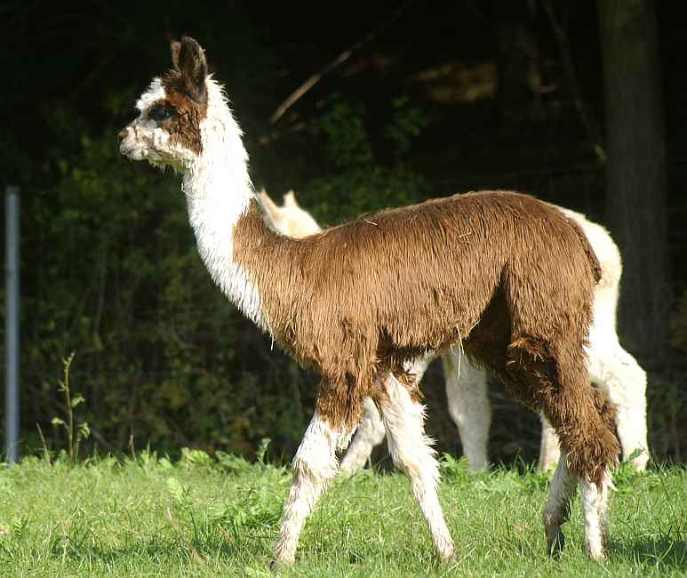 suri-cria.jpg