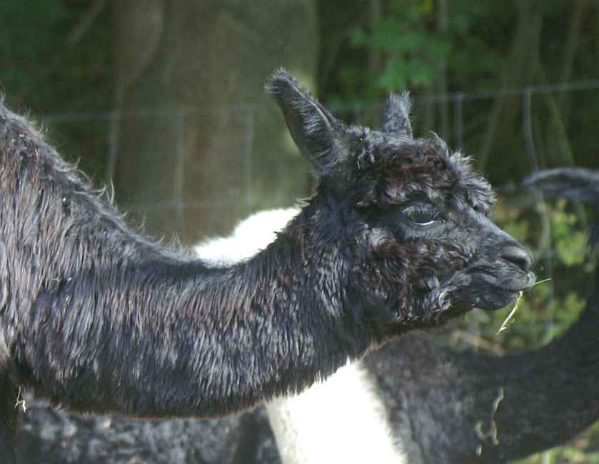 suri-female-cria-port.jpg