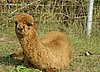 164 cria.jpg