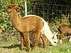 164-cria-female.jpg