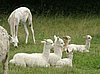 alpacas lagern bei muttern.jpg