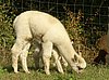 cria 177-for sale.jpg