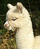 cria-17-.jpg