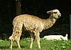 suri-497-cria.jpg