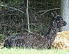 suri-female-cria-rest.jpg