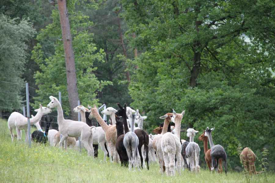 Alpaka-gruppe-im-wald-.jpg