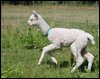 18 cria.jpg