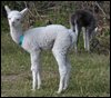 alpaca-cria-macho-18-lf.jpg