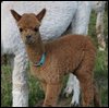 alpaca-cria-macho-97-ws.jpg