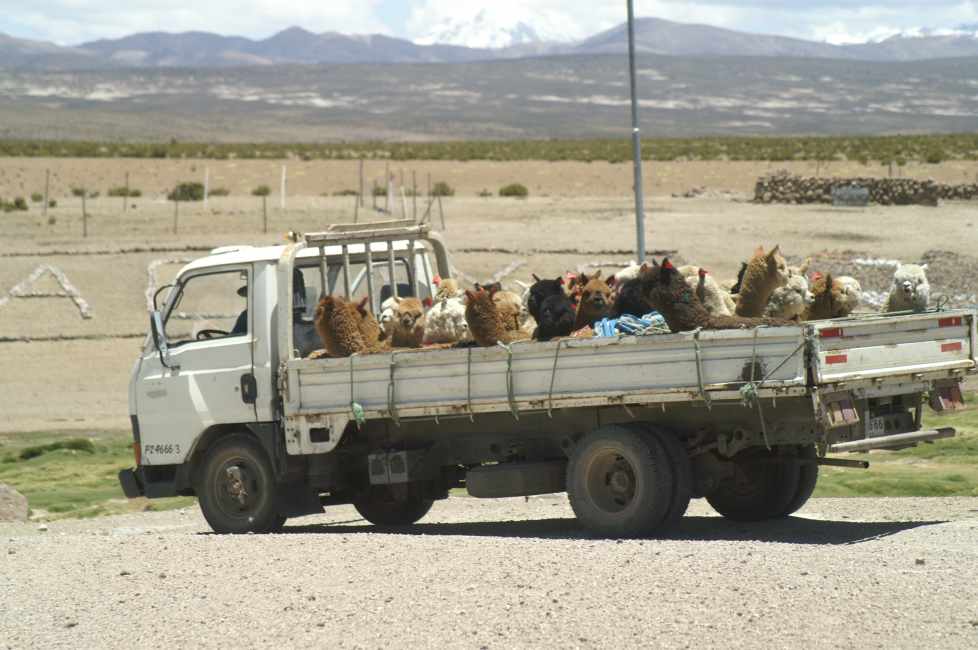 transport alpakas in chile auf lkw.jpg