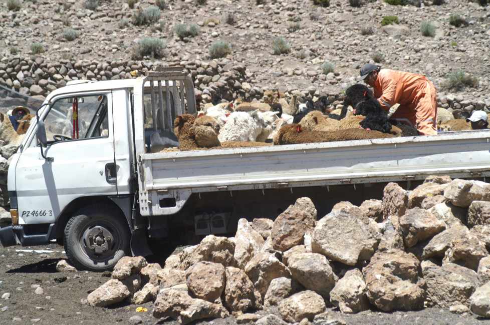 transport alpakas in chile.jpg