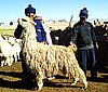 suri-alpaka-der-www.surifarm.de-in-Chile-im Altiplano.jpg