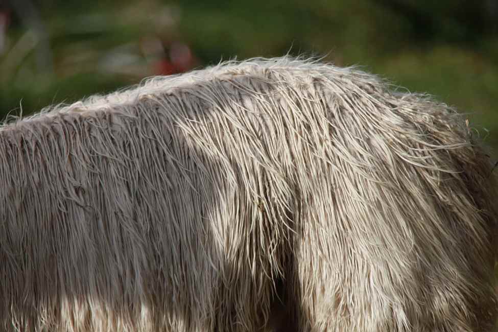 surifohlen--alpaka-- 182 El Blanco.jpg