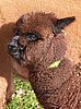 alpaka-cria- 35 braun.jpg