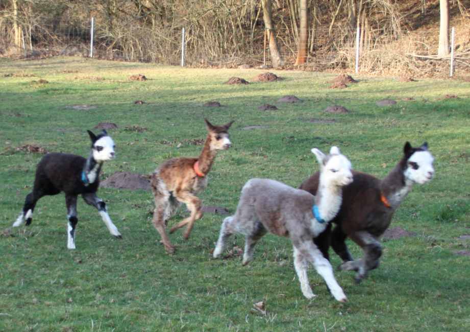 4 greys alpacas.jpg