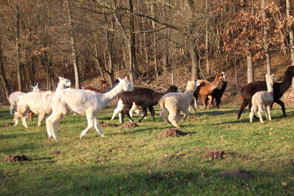 alpaca-herd.jpg