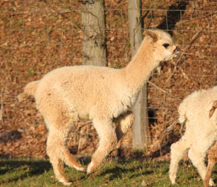 alpaca-male run 2012.jpg