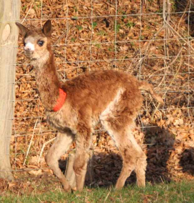 suri-alpaka-female-cria-2012.jpg