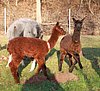 alpaka-cria-2-female-.jpg