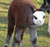 cria-alpaka-beauti -marie.jpg