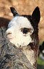 cria-alpaka-beautiful-marie.jpg