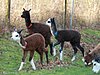 cria-alpakas--3.jpg