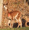 suri-alpaka-female-cria-2012.jpg