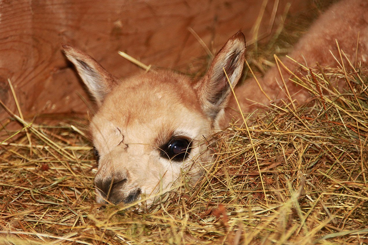 104-cria- 1.place.jpg