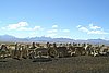 307-peru 1. herd peru.jpg