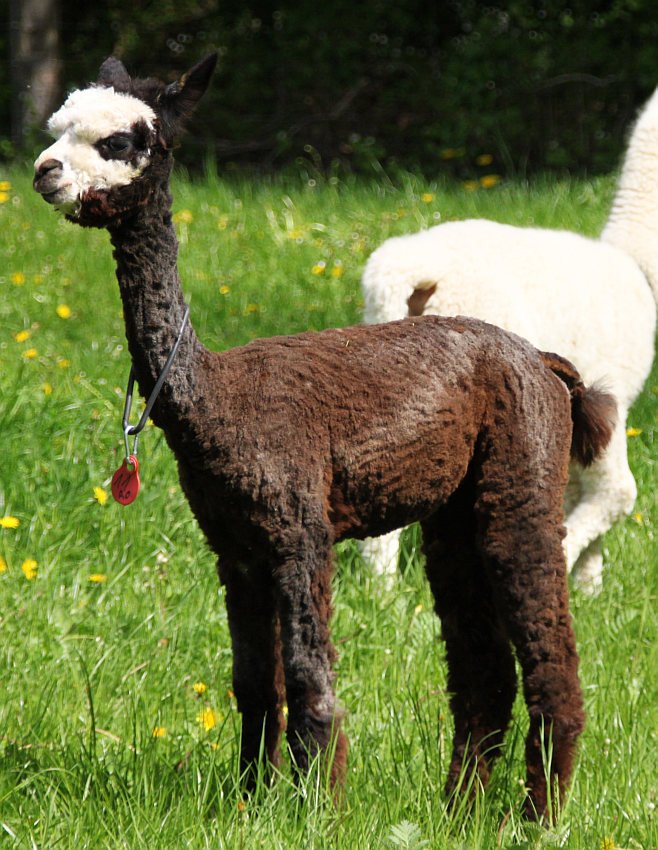 11-cria fem.jpg