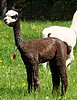 11-cria fem.jpg