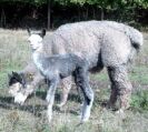 alpaca&cria