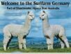 Alpacas-in Germany