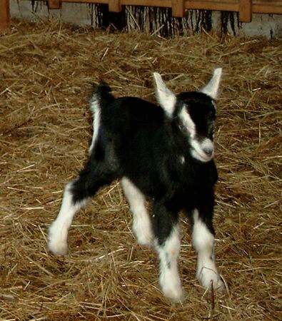 ziegen-goats-devel.jpg