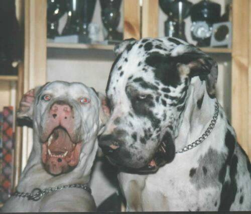 great-danes-bad.jpg