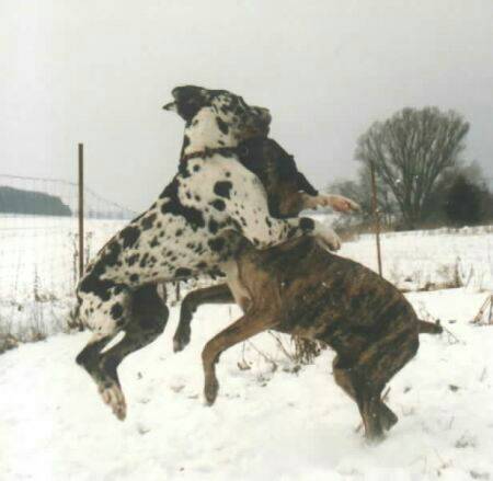 great-danes-bad3.jpg