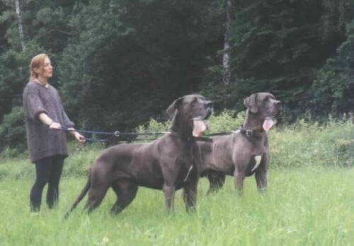 great-danes-bigs.jpg