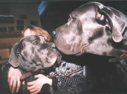 great-danes-blue1.jpg