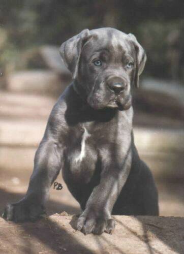 great-danes-blue5.jpg