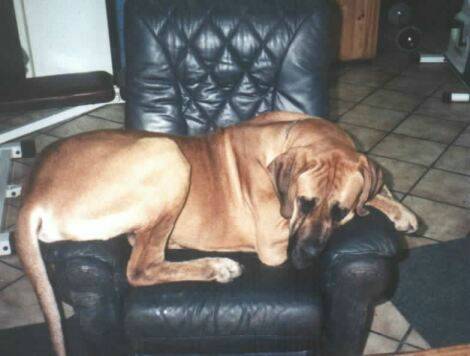 great-danes-chair.jpg