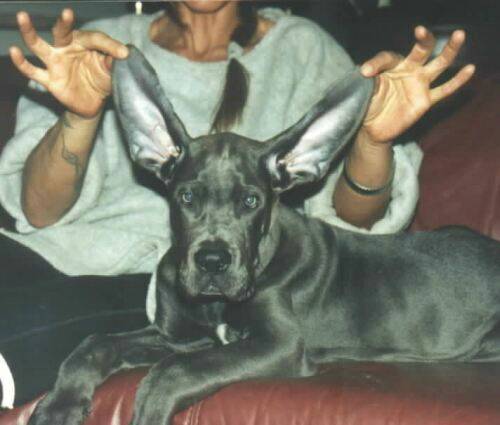 great-danes-ears.jpg