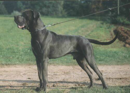 great-danes-fine.jpg