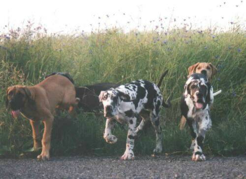 great-danes-gang.jpg