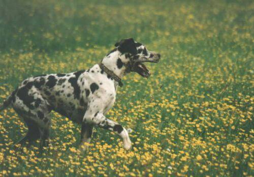 great-danes-green.jpg